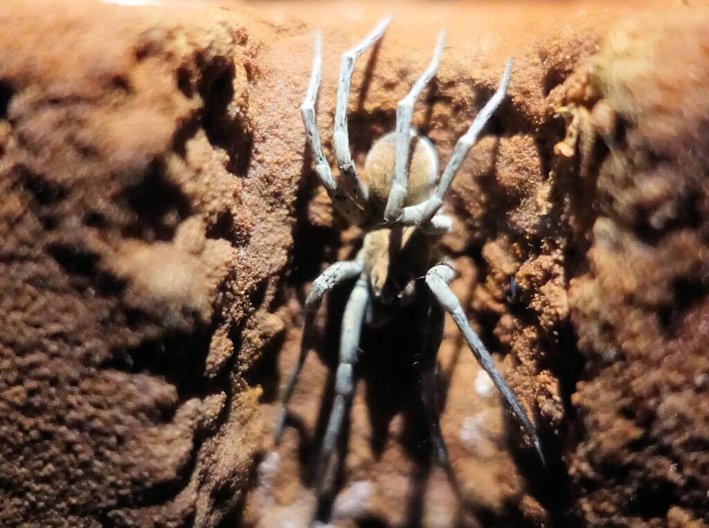 Desert Wolf Spider (Hoggicosa bicolor), Alice Springs Desert Park