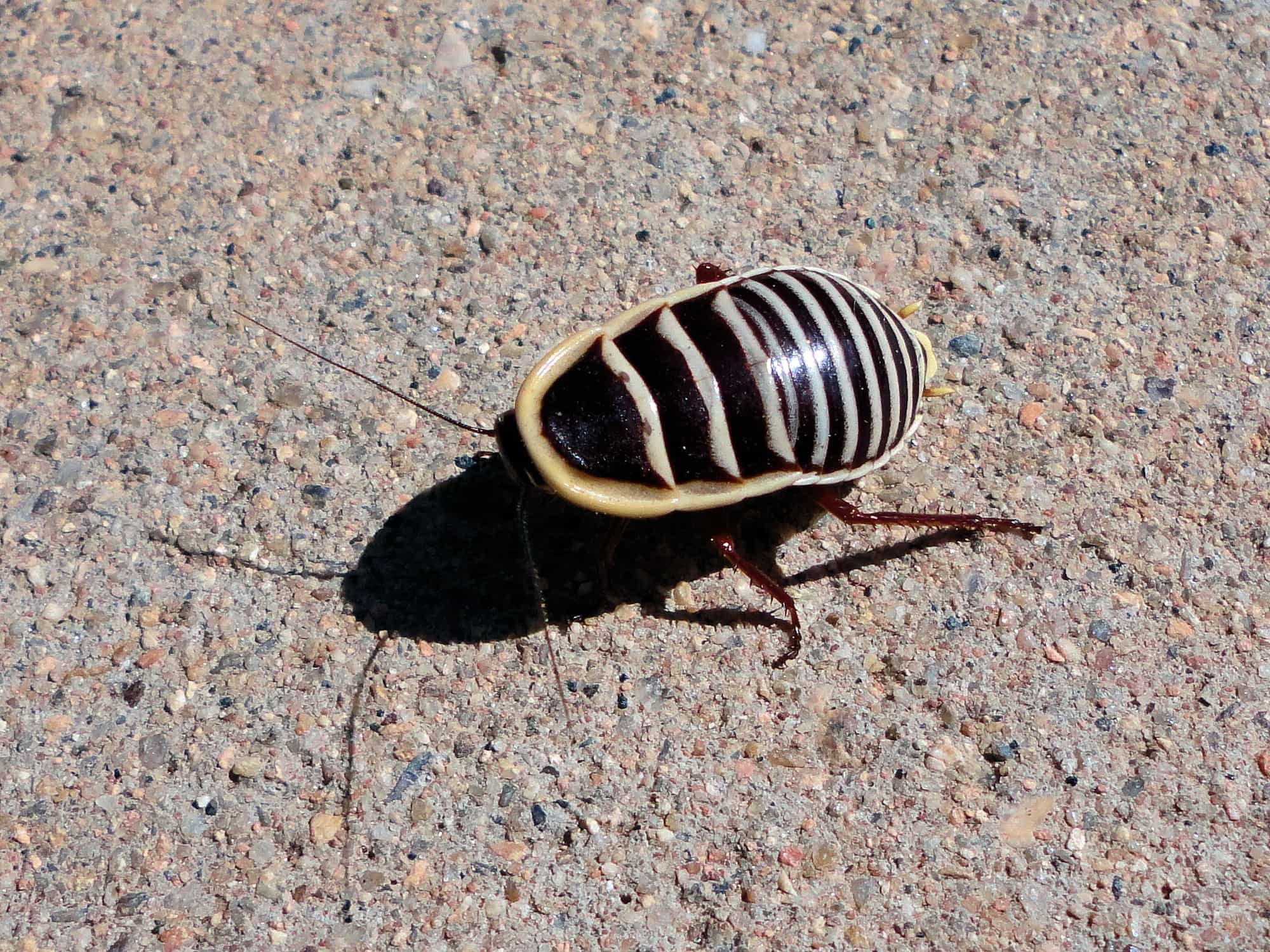Desmozosteria cincta, Alice Springs NT