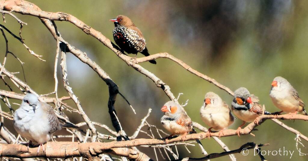 Diamond Dove, Painted Finch and Zebra FInches