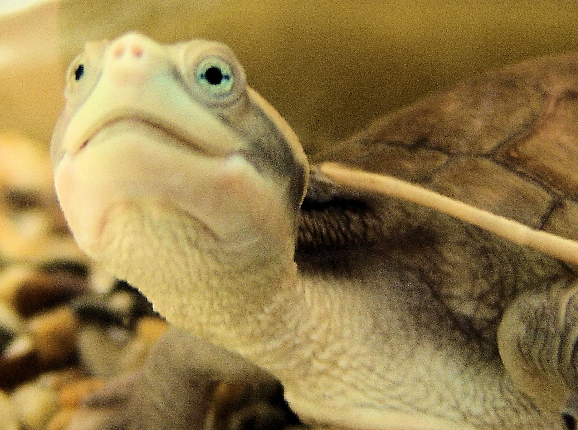 Diamond Head Turtle Ausemade