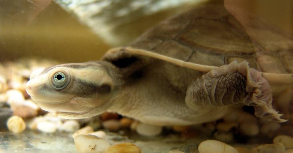 Diamond Head Turtle (Emydura subglobosa worrelli)