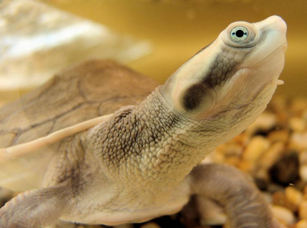 Diamond Head Turtle (Emydura subglobosa worrelli), Alice Springs Reptile Centre