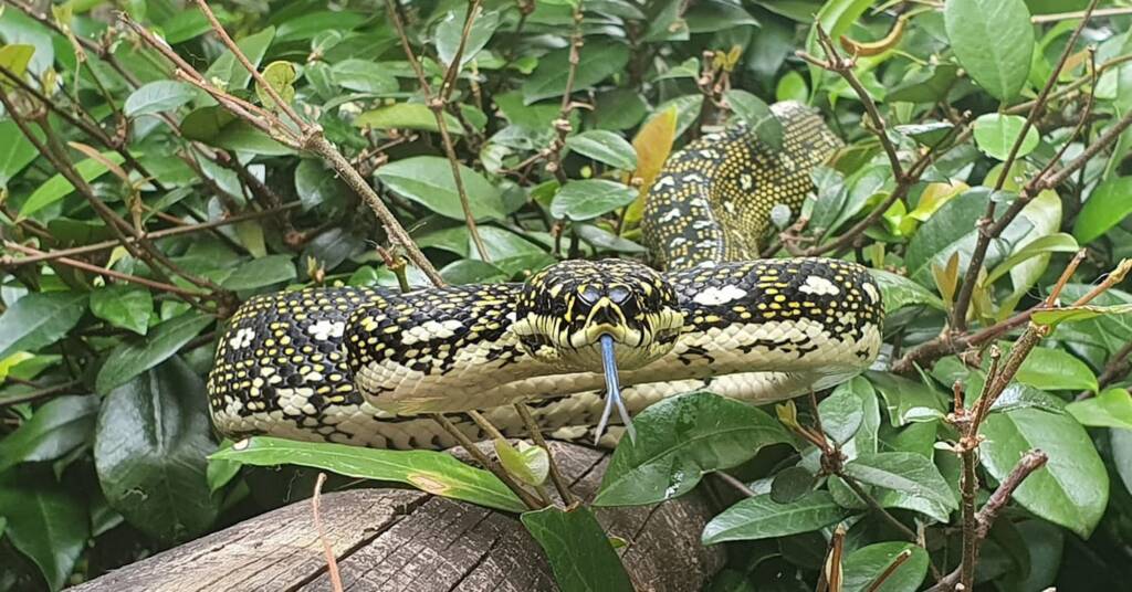 Diamond Python (Morelia spilota spilota), Woy Woy Bay NSW © Michael Doe