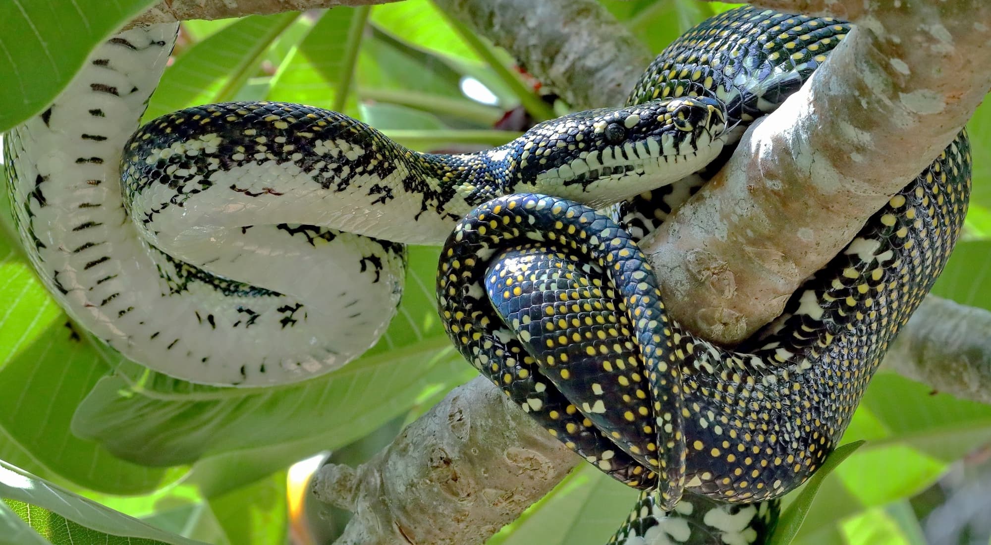 Diamond Python (Morelia spilota spilota) – Ausemade