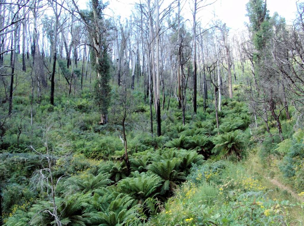 Dicksonia antarctica ferns follow the Mountain Creek, Alpine National Park, Victoria