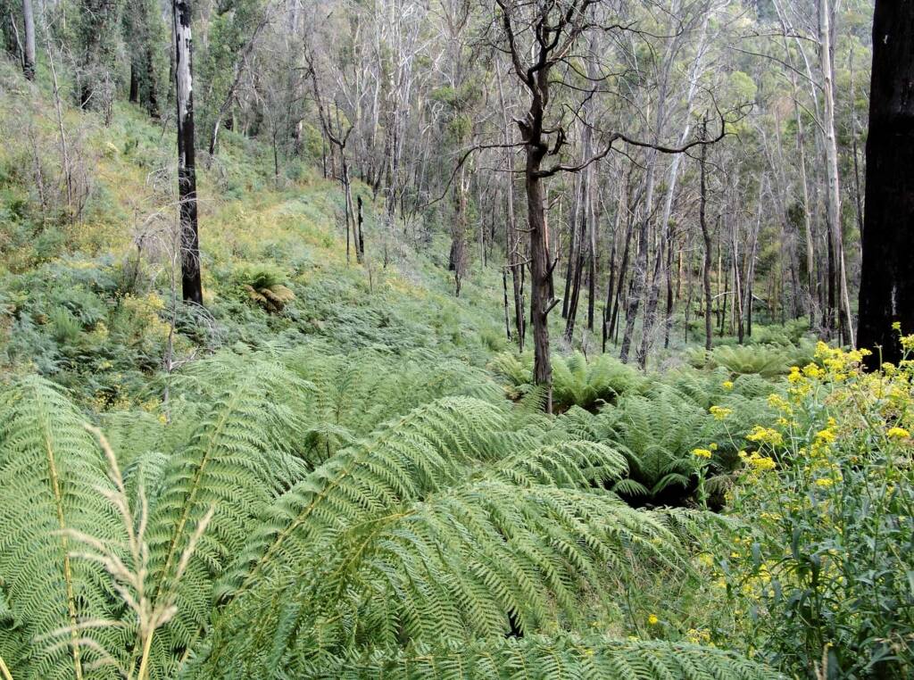 Dicksonia antarctica ferns follow the Mountain Creek, Alpine National Park, Victoria