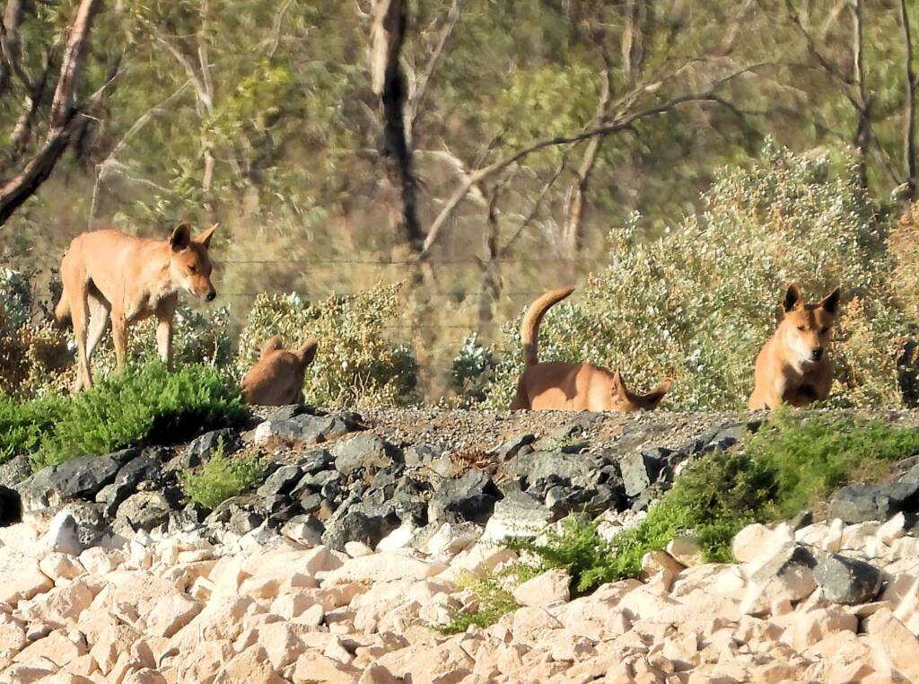 Dingoes (Canis dingo), Alice Springs Sewerage Ponds NT © Dorothy Latimer