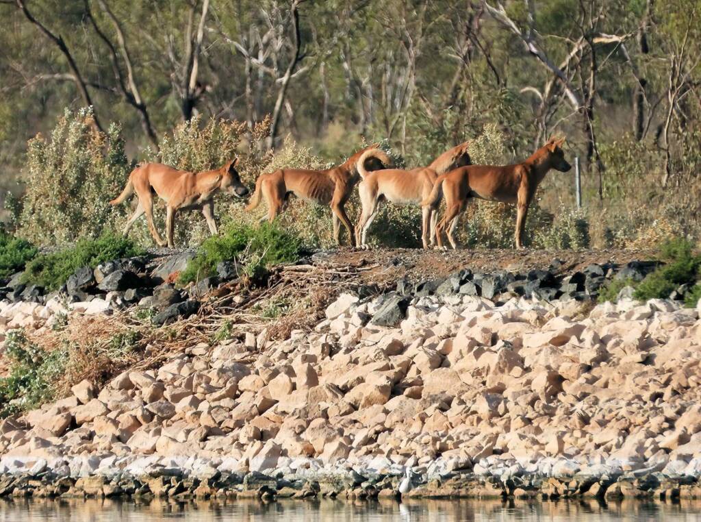 Dingoes (Canis dingo), Alice Springs Sewerage Ponds NT © Dorothy Latimer
