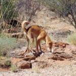 Dingo (Canis dingo), Alice Springs Desert Park
