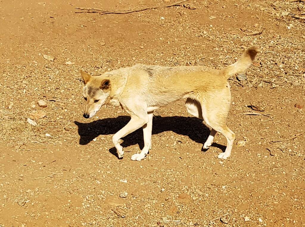 Dingo, Alice Springs Desert Park, NT