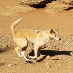 Dingo, Alice Springs Desert Park, NT
