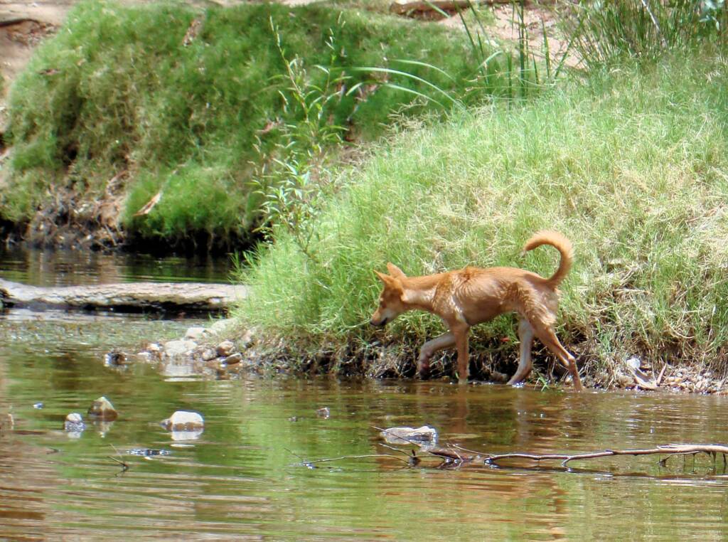 Dingo at Ellery Creek Big Hole