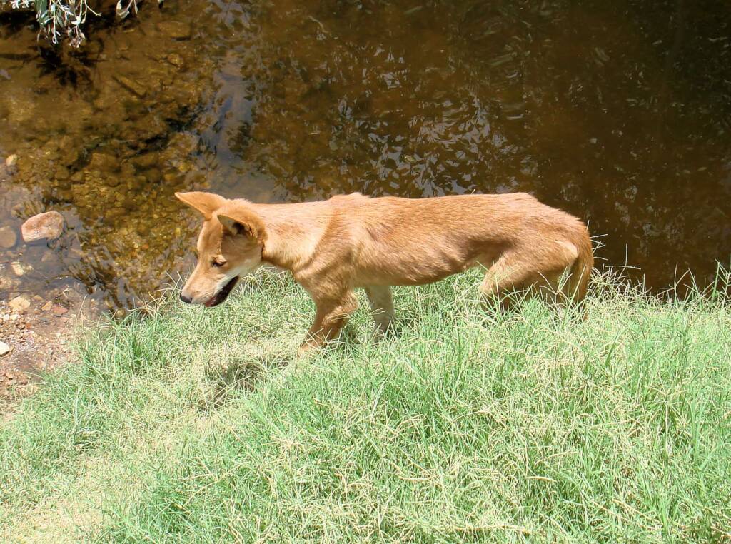Dingo at Ellery Creek Big Hole