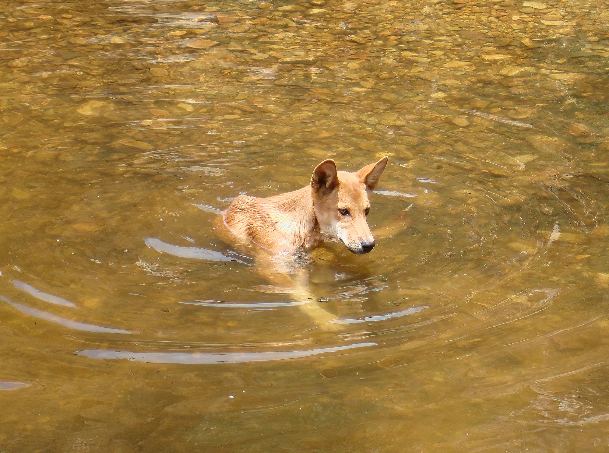 Dingo at Ellery Creek Big Hole