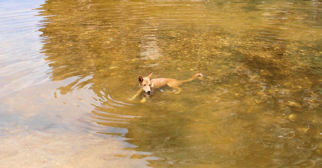 Dingo cooling down in the water at Ellery Creek Big Hole