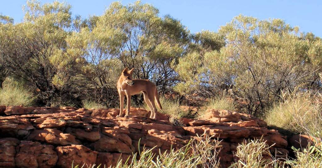 Dingo (Canis dingo), Kings Canyon