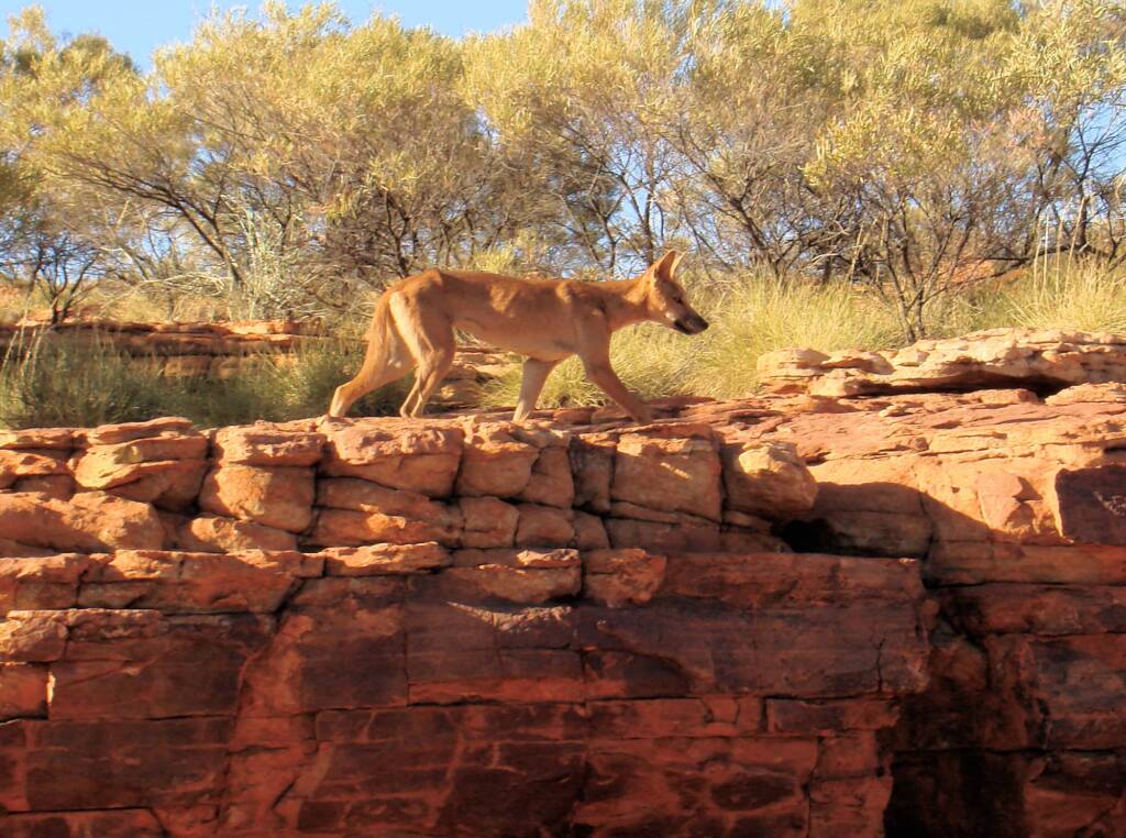 Dingo (Canis dingo), Kings Canyon