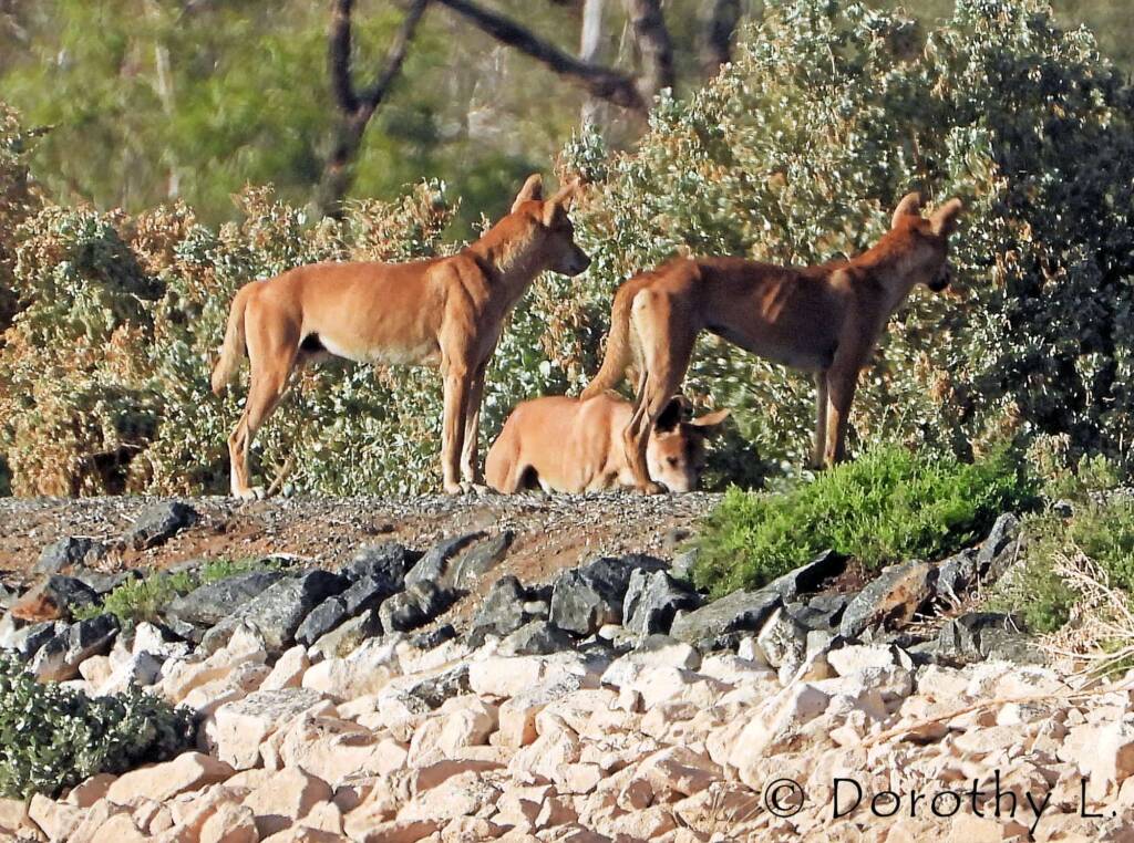 Dingo pack (Canis dingo), Alice Springs, NT