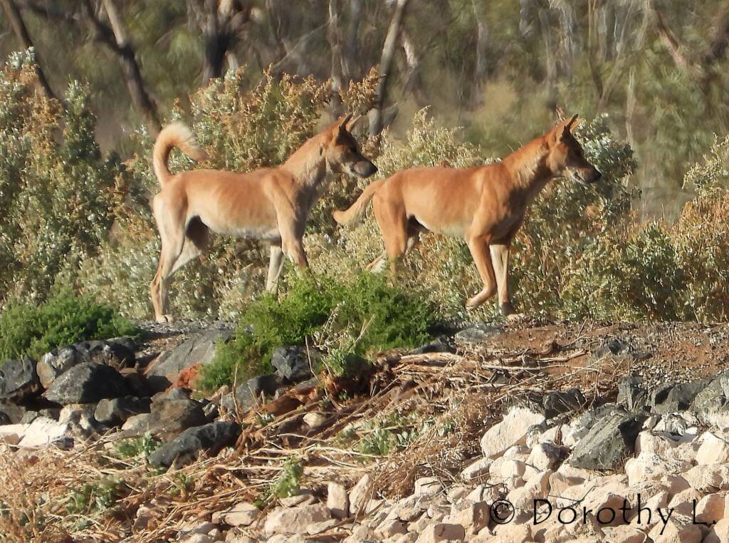 Dingo pack (Canis dingo), Alice Springs, NT