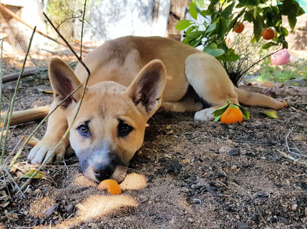 Dingo pup (Canis dingo), Alice Springs, NT