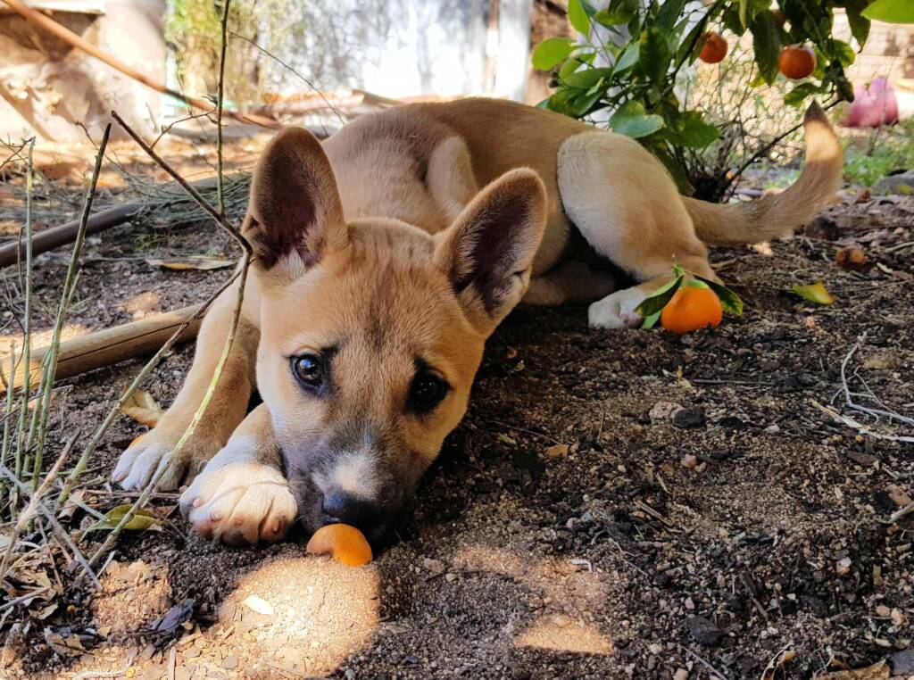 Dingo pup (Canis dingo), Alice Springs, NT