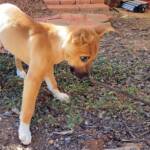 Dingo pup (Canis dingo), Alice Springs, NT