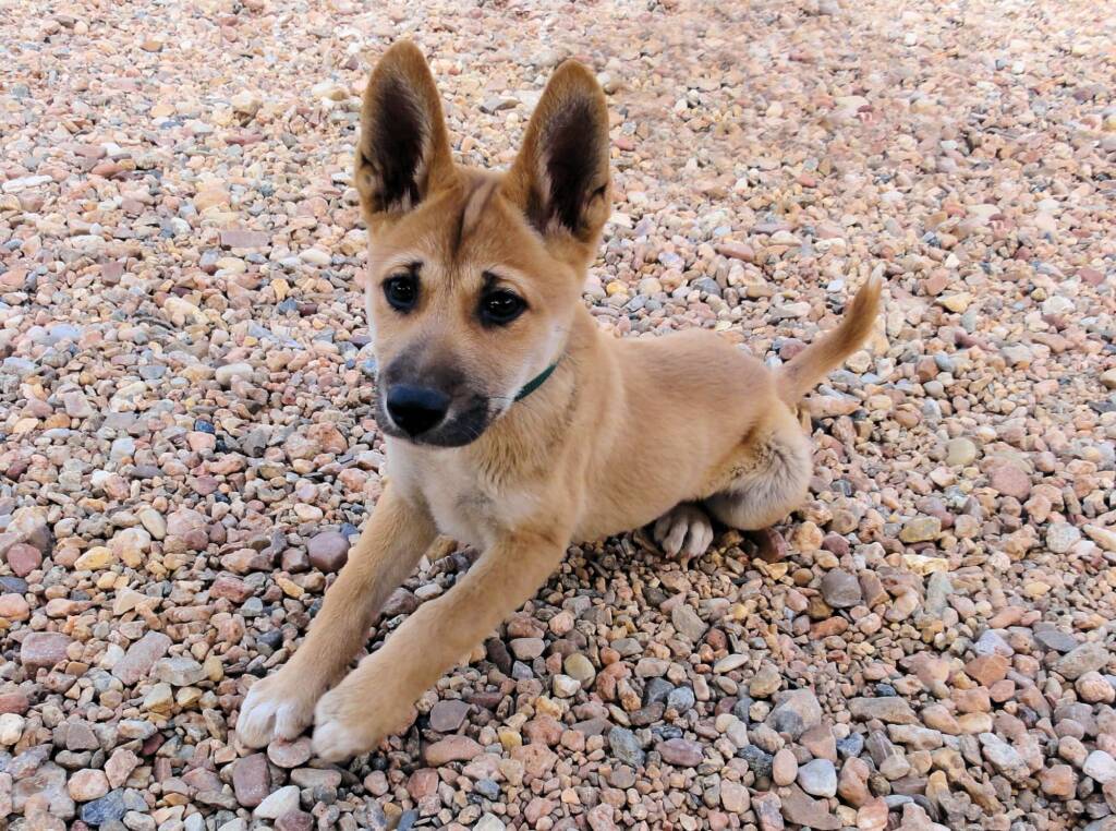 Dingo pup (Canis dingo), Alice Springs Desert Park