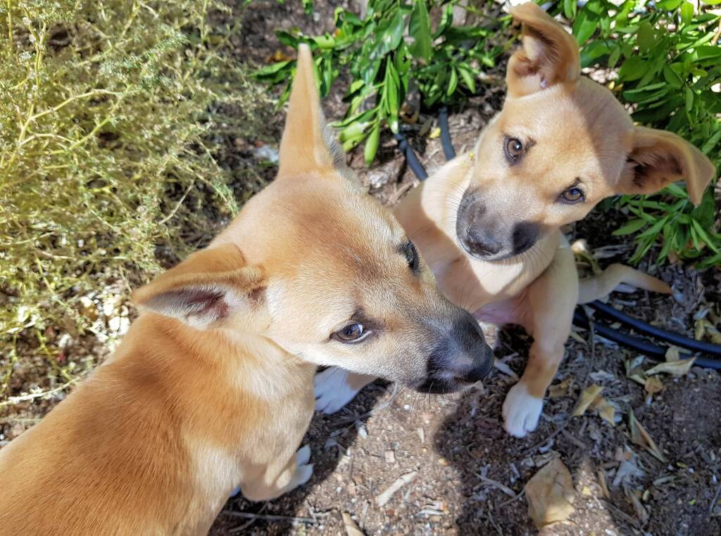 Dingo pups (Canis dingo), Alice Springs, NT