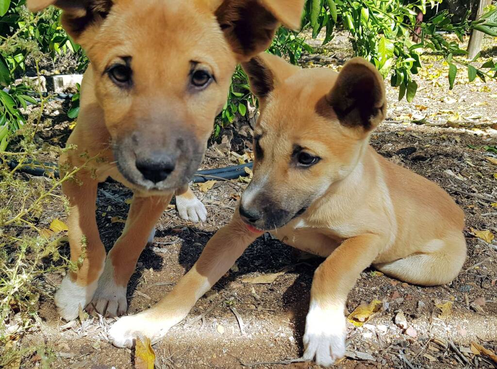Dingo pups (Canis dingo), Alice Springs, NT