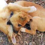 Dingo pups (Canis dingo), Alice Springs, NT