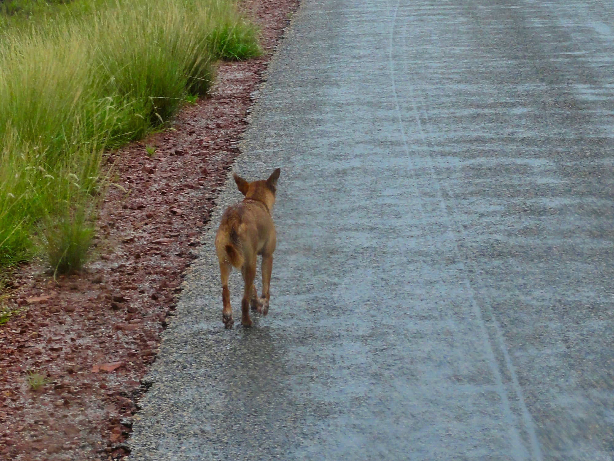 Dingo walking up Namijira Drive, West Macs