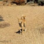 Dingo (Canis dingo), Nature Theatre, Alice Springs Desert Park