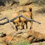 Dingoes (Canis dingo), Nature Theatre, Alice Springs Desert Park