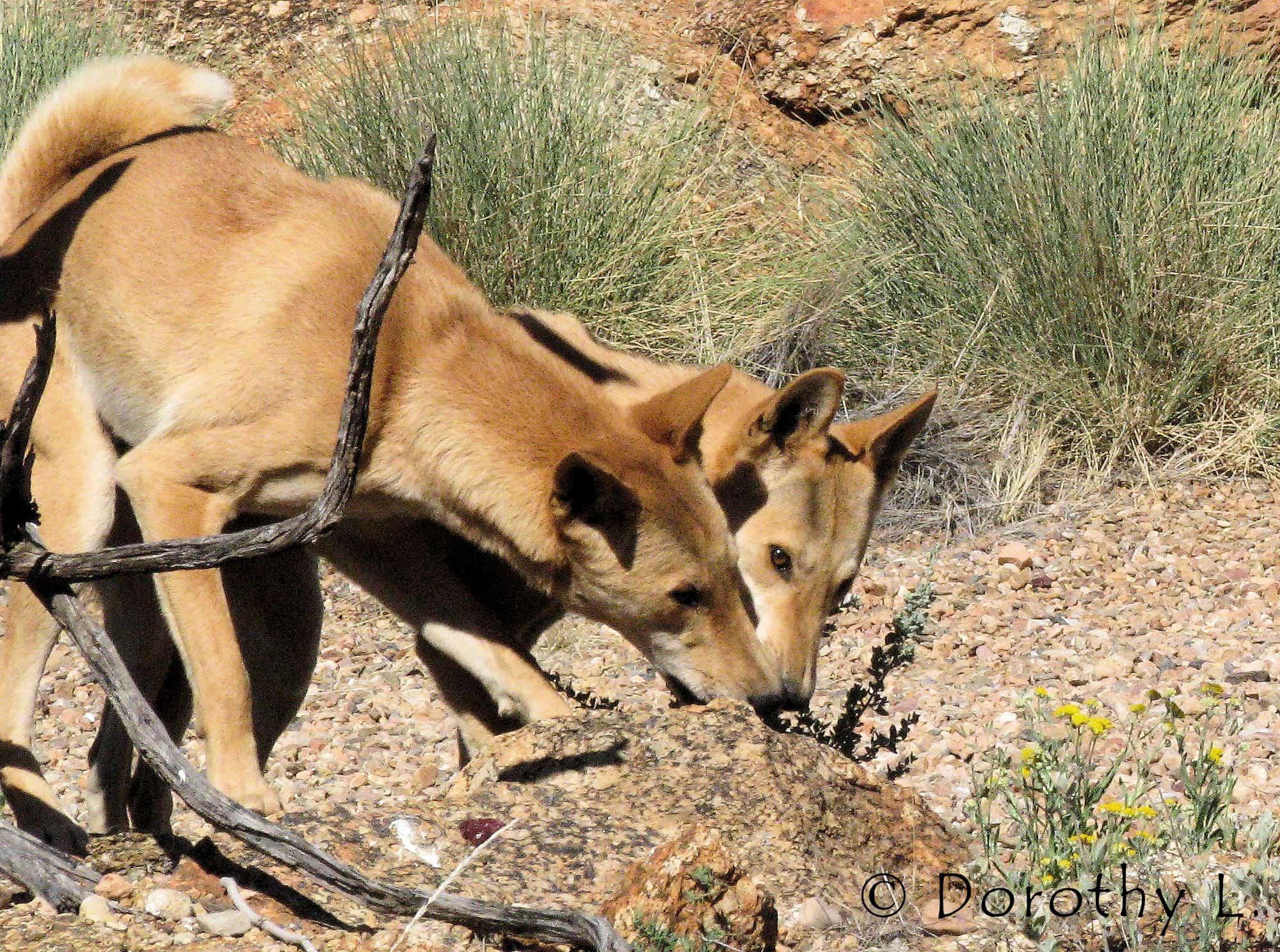 Dingoes (Canis dingo), Nature Theatre, Alice Springs Desert Park