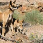 Dingoes (Canis dingo), Nature Theatre, Alice Springs Desert Park
