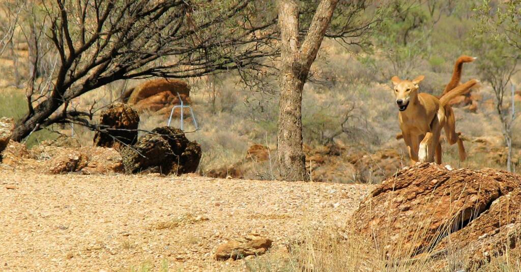 Dingo (Canis dingo), Alice Springs Desert Park