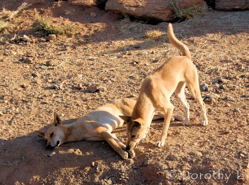 Dingoes (Canis dingo), Alice Springs Desert Park, NT