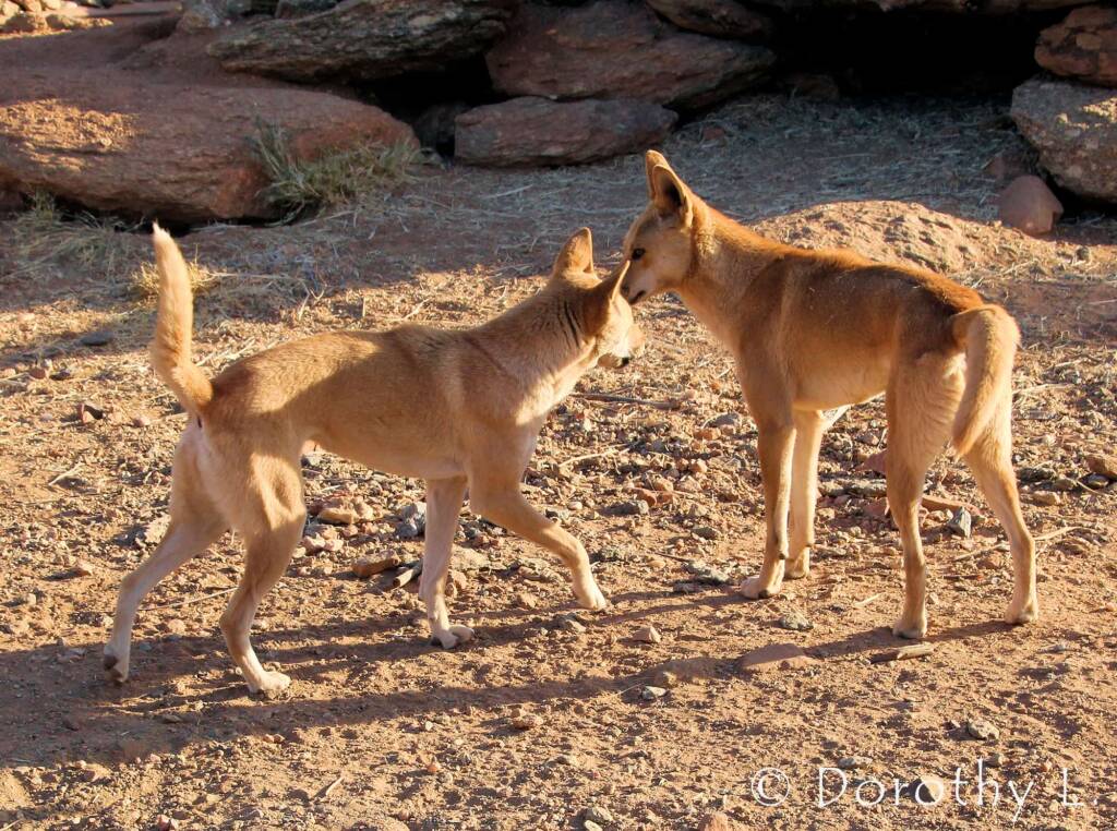 Dingoes (Canis dingo), Alice Springs Desert Park, NT