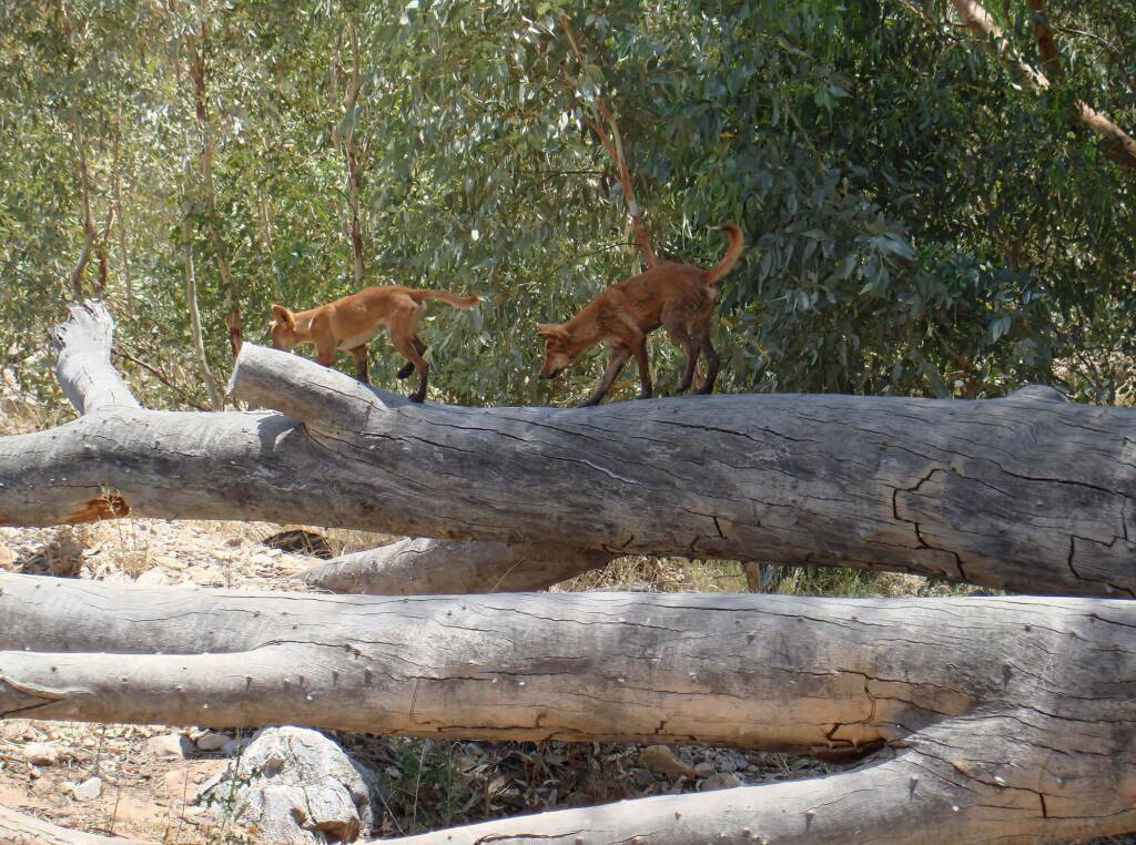 Dingoes at Ellery Creek Big Hole