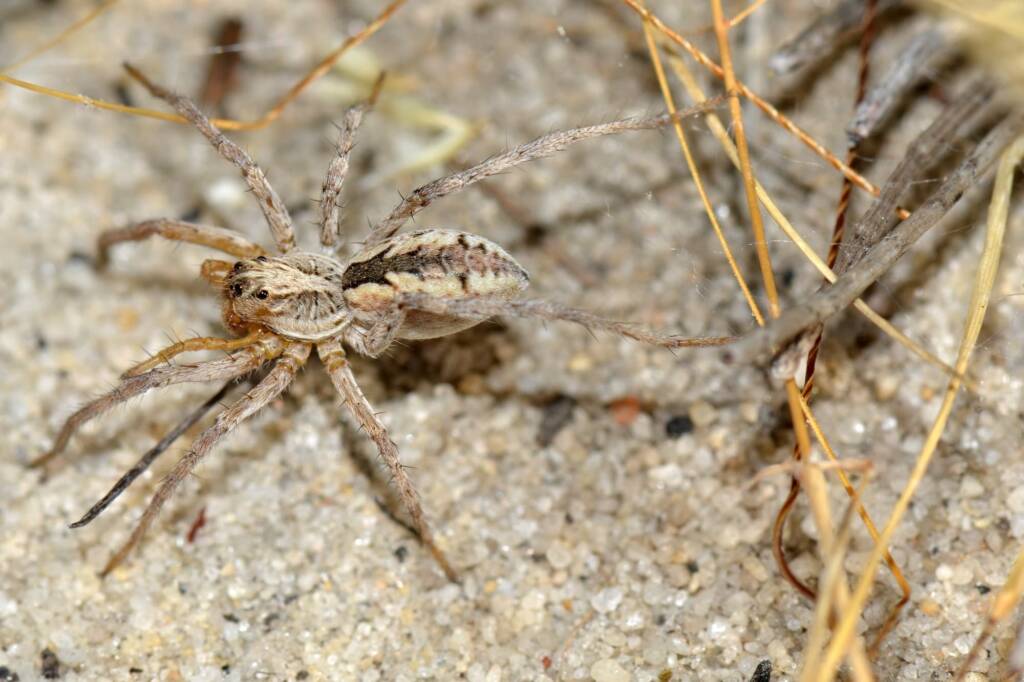 Dingosa sp (Wolf Spider) - emerging from lair, Talbot Road Reserve, Stratton WA © Jean and Fred Hort