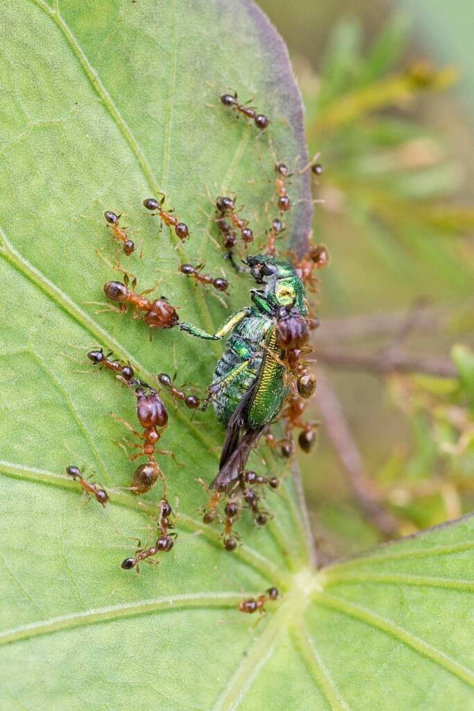 Ants (genus Pheidole, family Formicidae) with Diphucephala sp (Green Scarab Beetle), Nerang QLD © Hongming Kan
