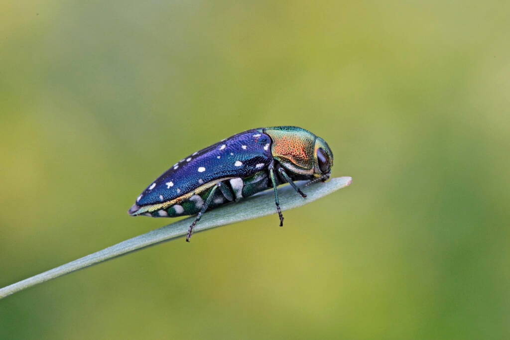 Diphucrania leucosticta (Jewel Beetle), Karawatha Forest / Brisbane QLD © Hongming Kan
