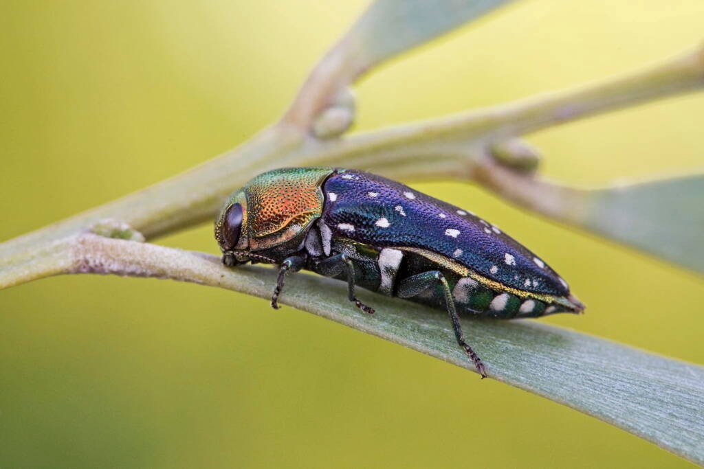 Diphucrania leucosticta (Jewel Beetle), Karawatha Forest / Brisbane QLD © Hongming Kan