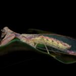 Ditaxis biseriate, Emerald Beach NSW © Norm Farmer