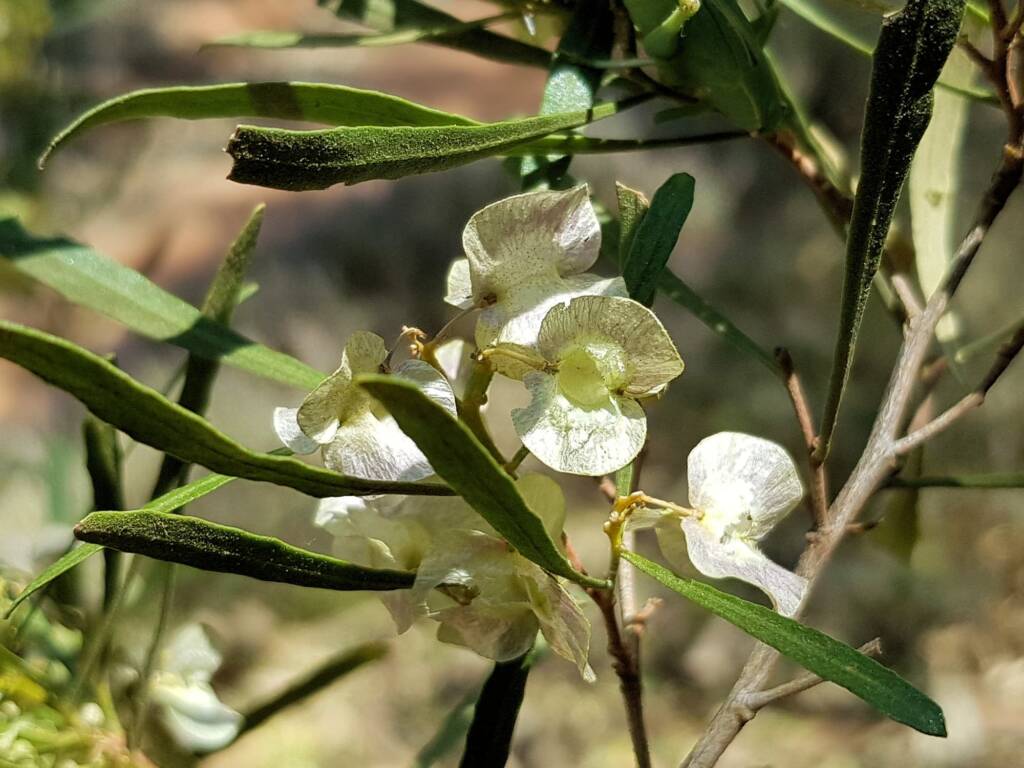 Sticky Hopbush (Dodonaea viscosa), Olive Pink Botanic Garden NT