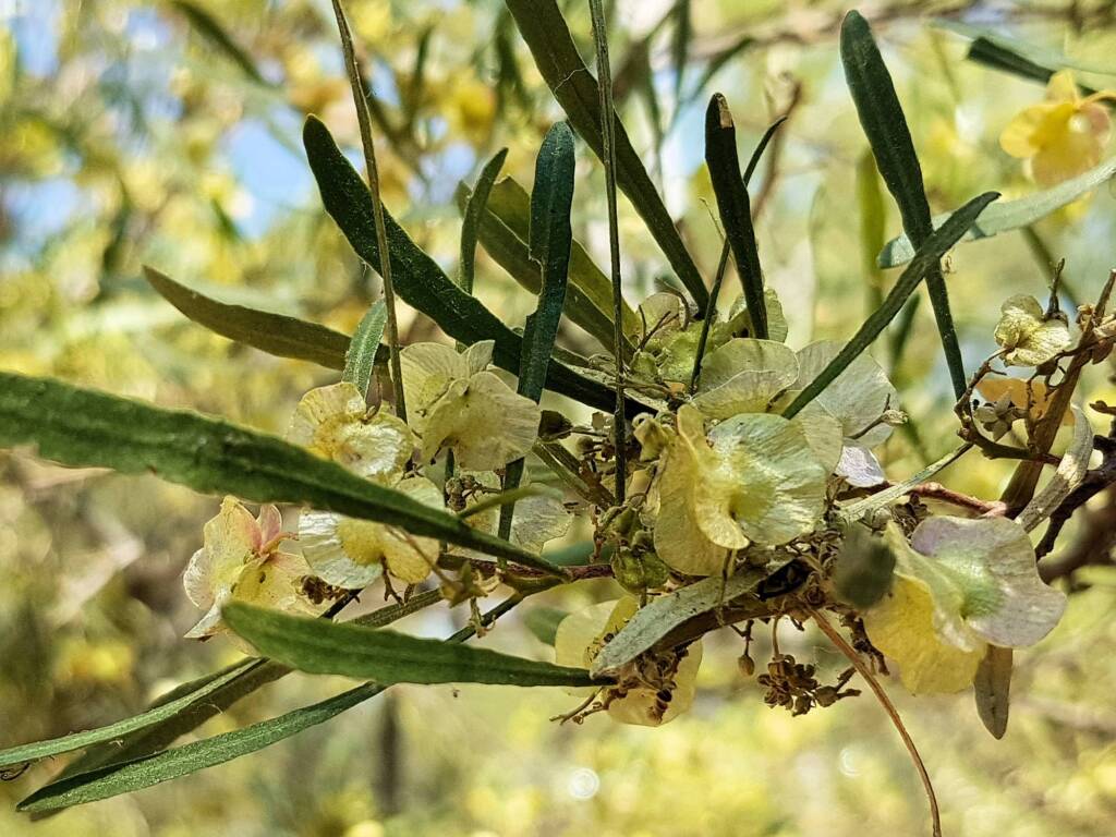 Sticky Hopbush (Dodonaea viscosa), Olive Pink Botanic Garden NT