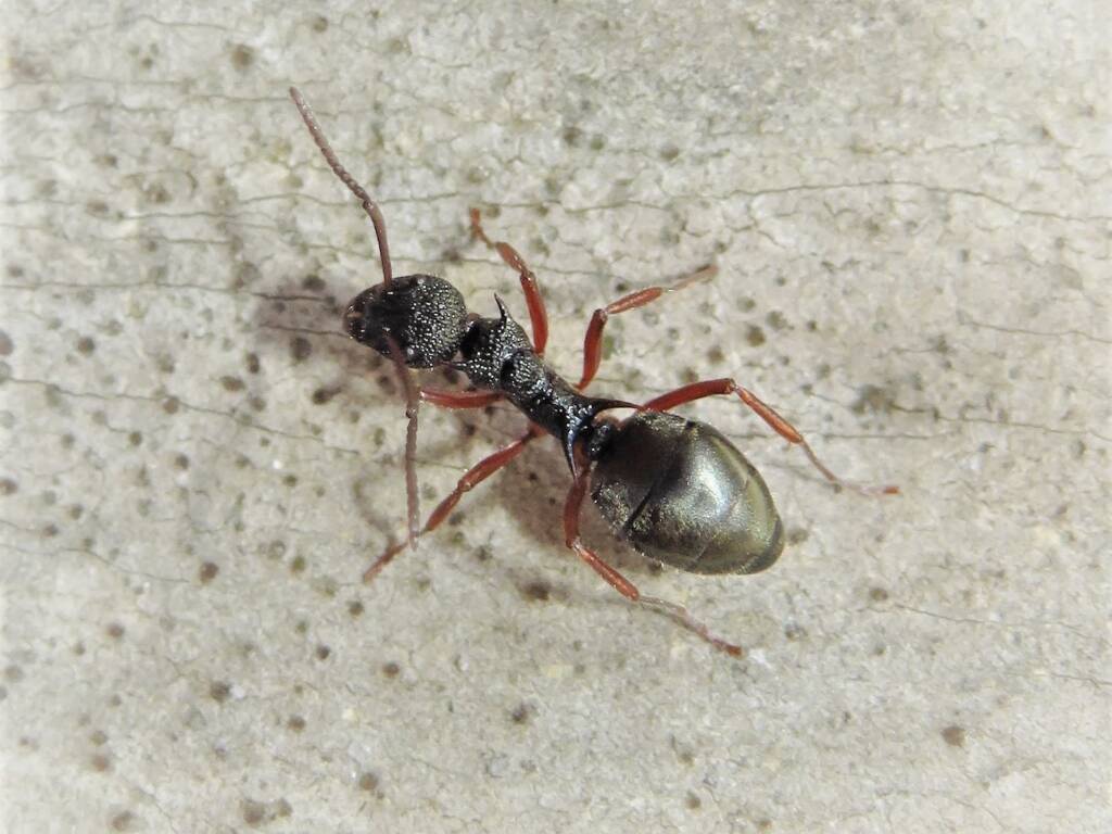 Dolichoderus doriae (Dolly Ant), Barragga Bay NSW © Deb Taylor