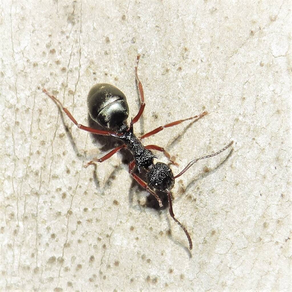 Dolichoderus doriae (Dolly Ant), Barragga Bay NSW © Deb Taylor
