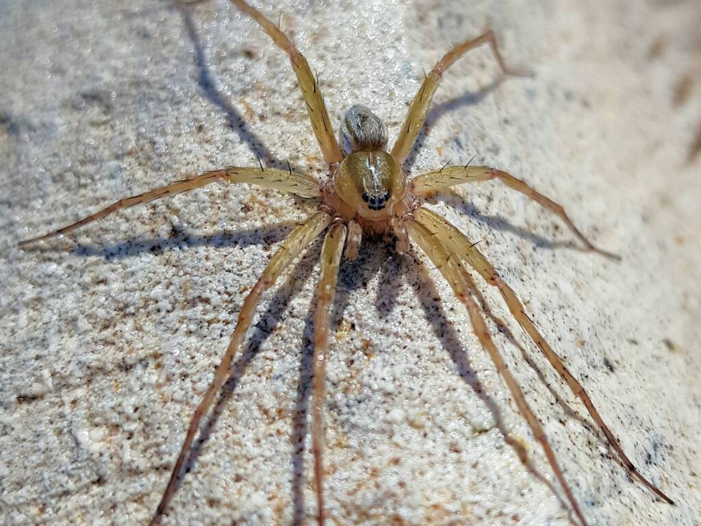 Elegant Water Spider (Dolomedes facetus), Alice Springs NT