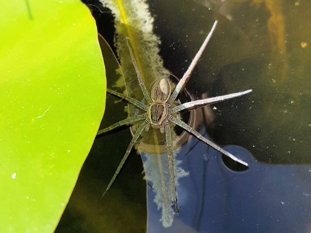 Elegant Water Spider (Dolomedes facetus), Alice Springs NT